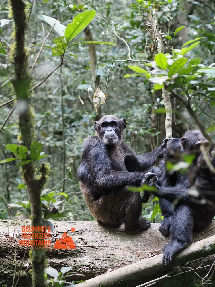 Chimpanzee Tracking in Kibale Chimpanzee in Kibale Forest