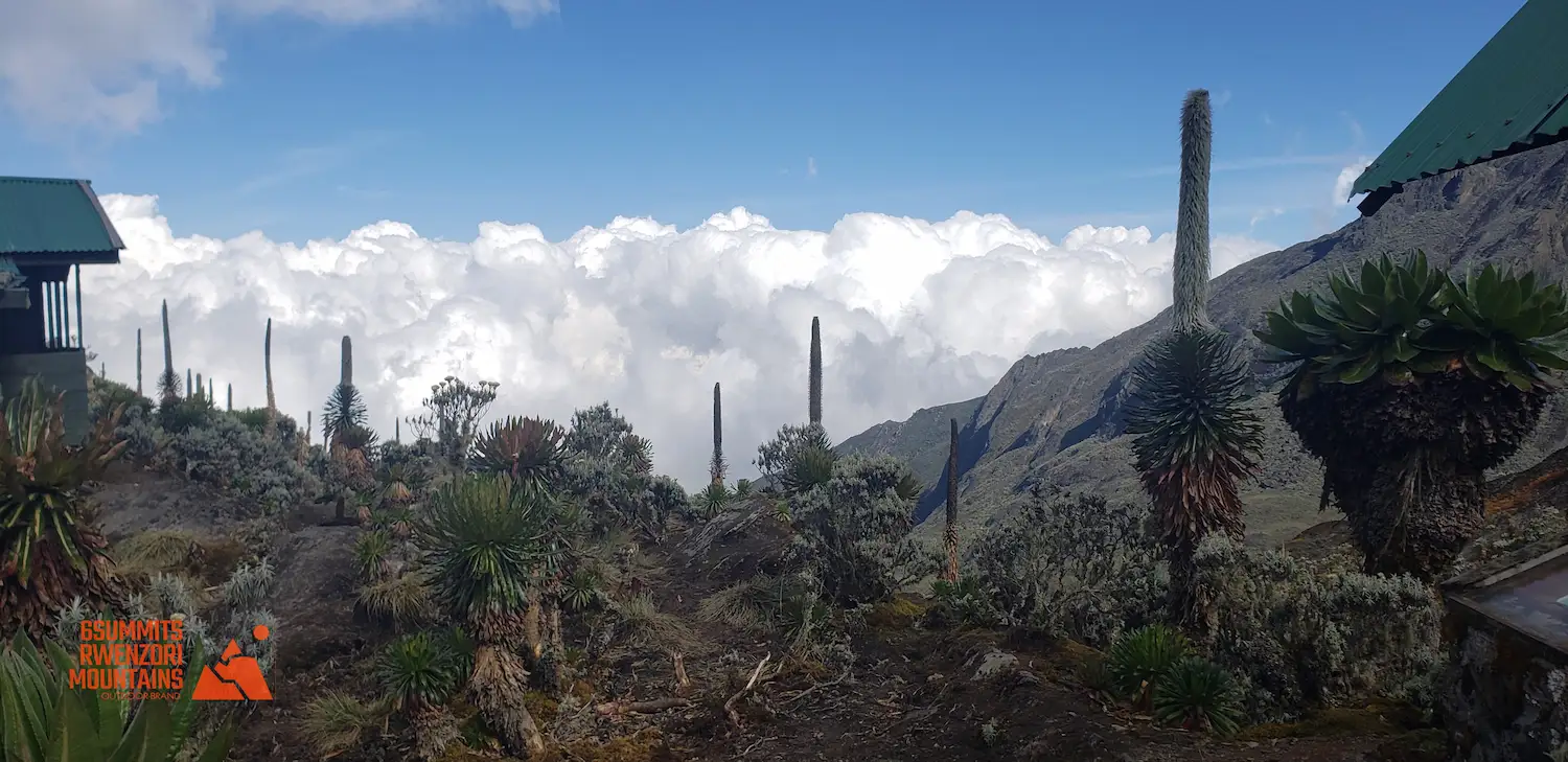 rwenzori weather