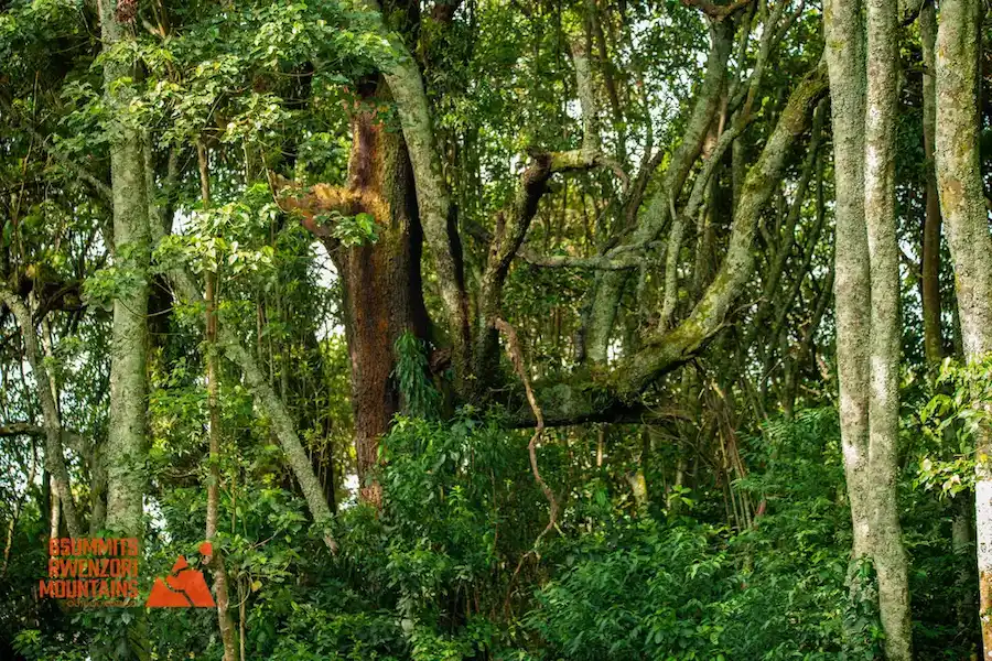 uganda rwenzori hike