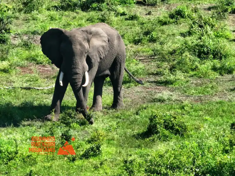 Wildlife Safaris uganda Wildlife Safaris
