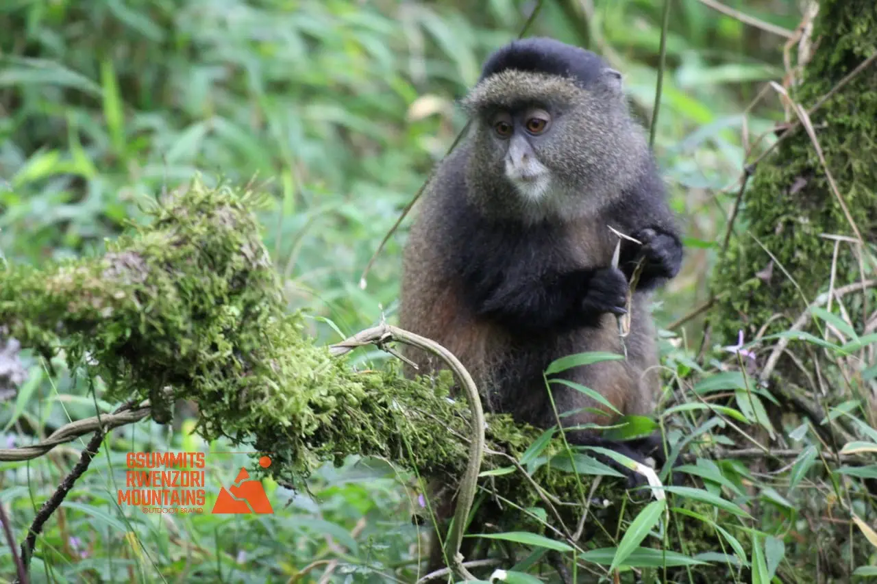 Primates Expeditions Golden Monkey Tracking