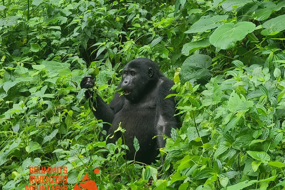 Silverback Mountain Gorilla
