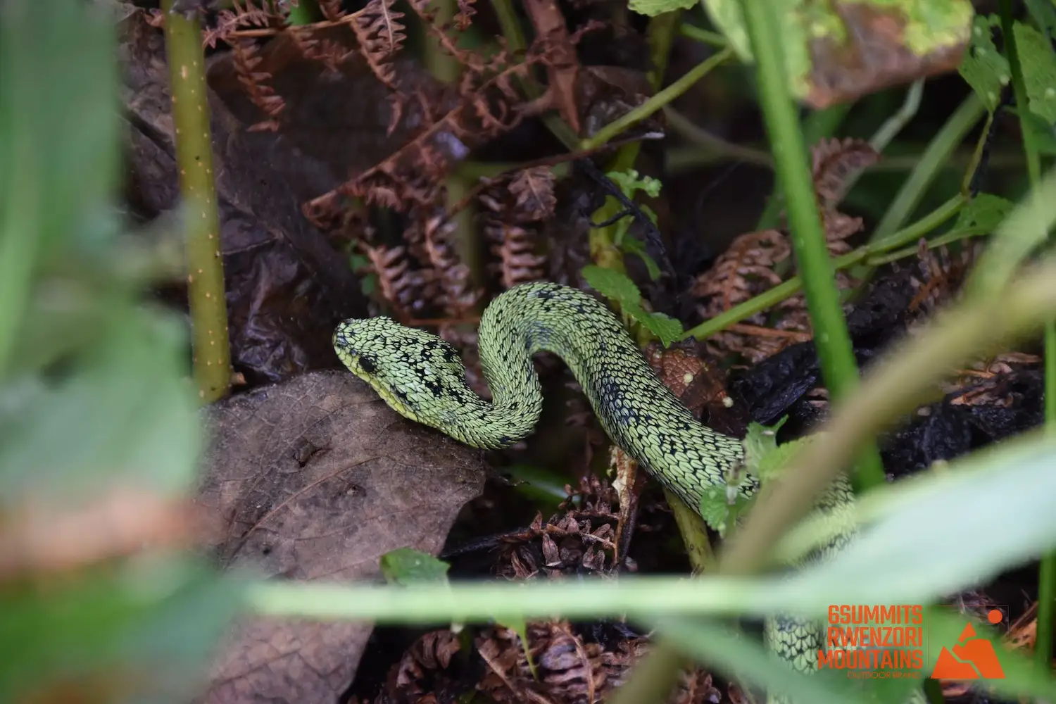 Wildlife of the Rwenzori Mountains