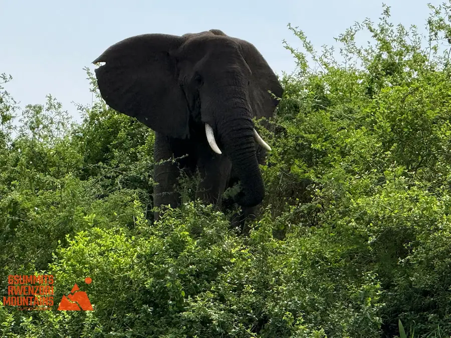 Wildlife of the Rwenzori Mountains African Forest Elephant