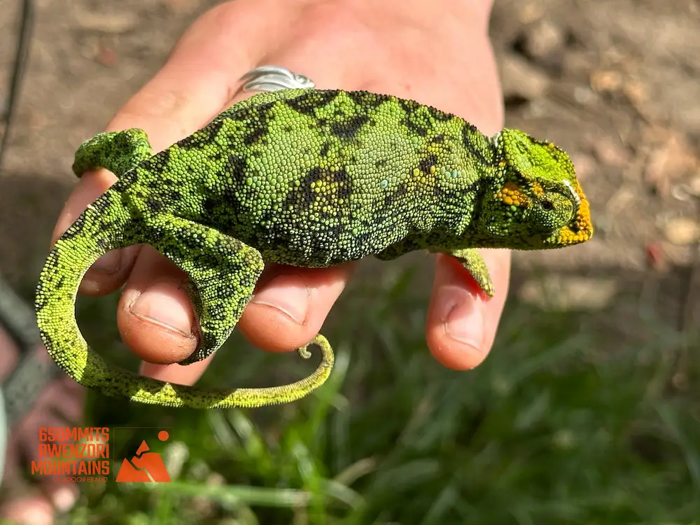 rwenzori chameleon