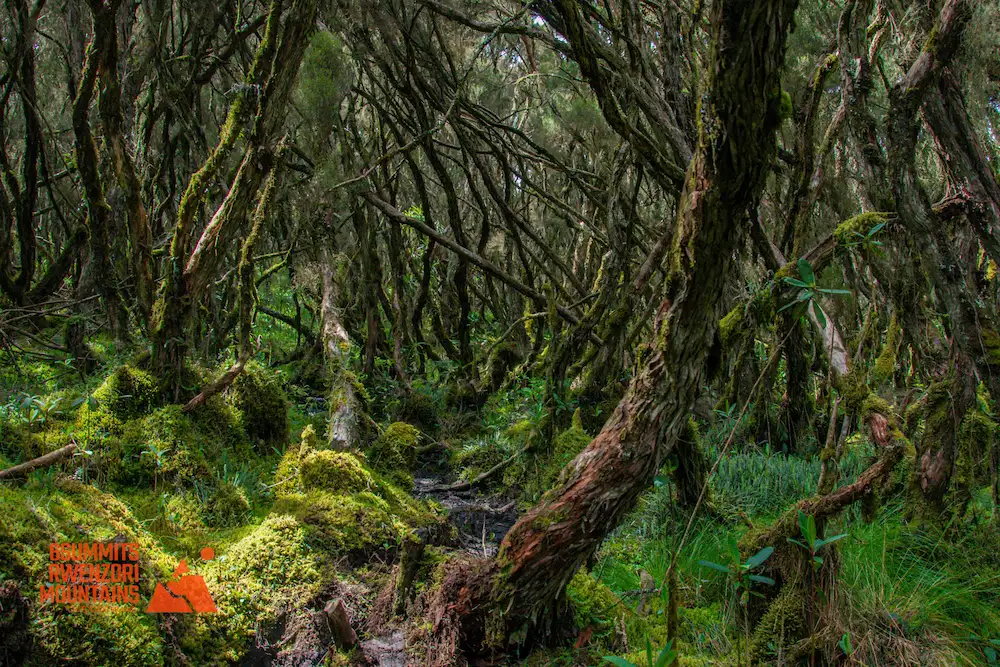 rwenzori forest