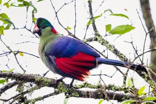 CONSERVATION OF THE RWENZORI MOUNTAINS