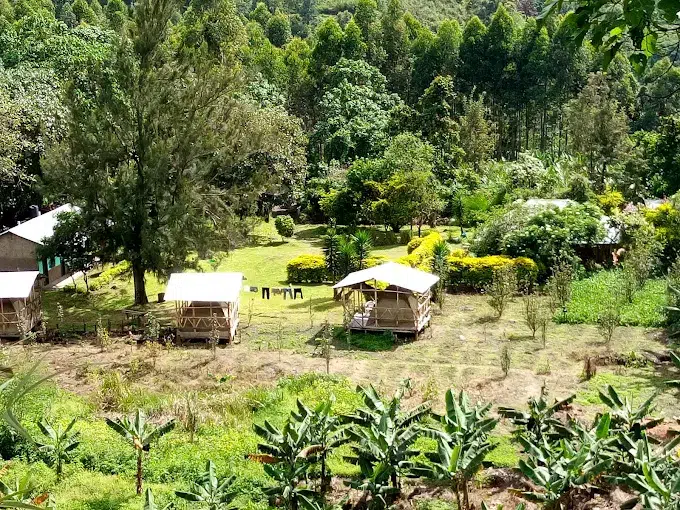 rwenzori turaco view camp